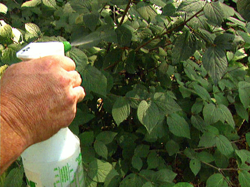Bio Fungicides